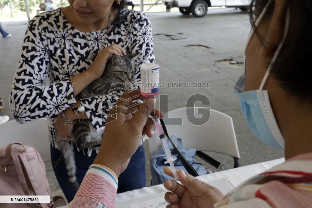Anti-Rabies Campaign Begins - Mexico City