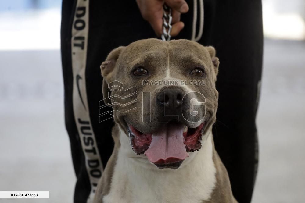 Anti-Rabies Campaign Begins - Mexico City