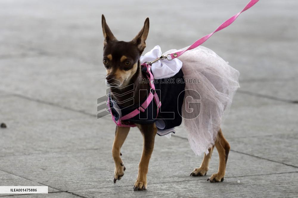 Anti-Rabies Campaign Begins - Mexico City