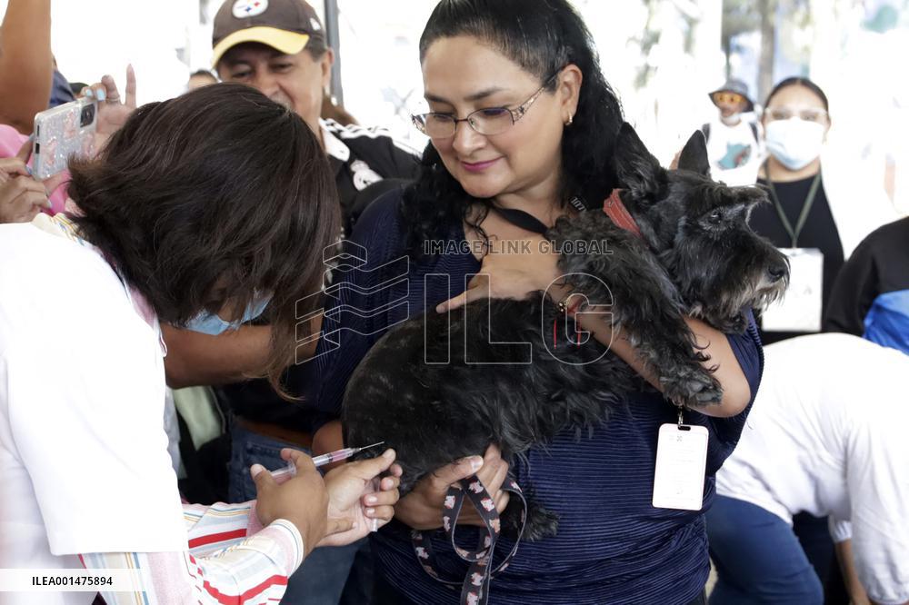 Anti-Rabies Campaign Begins - Mexico City