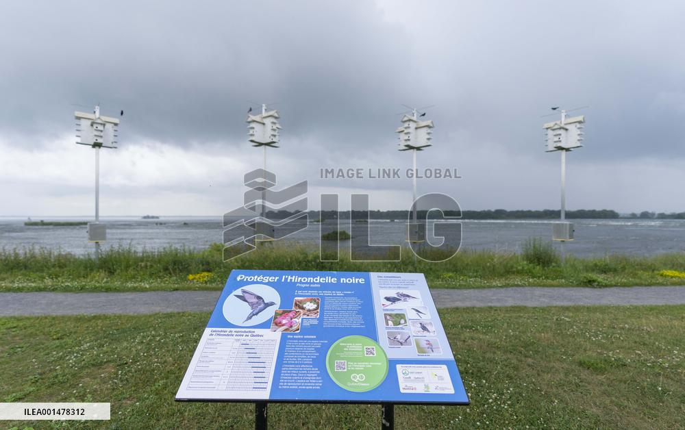 Bird Condos To Encourage Breeding In The Purple Martin - Montreal