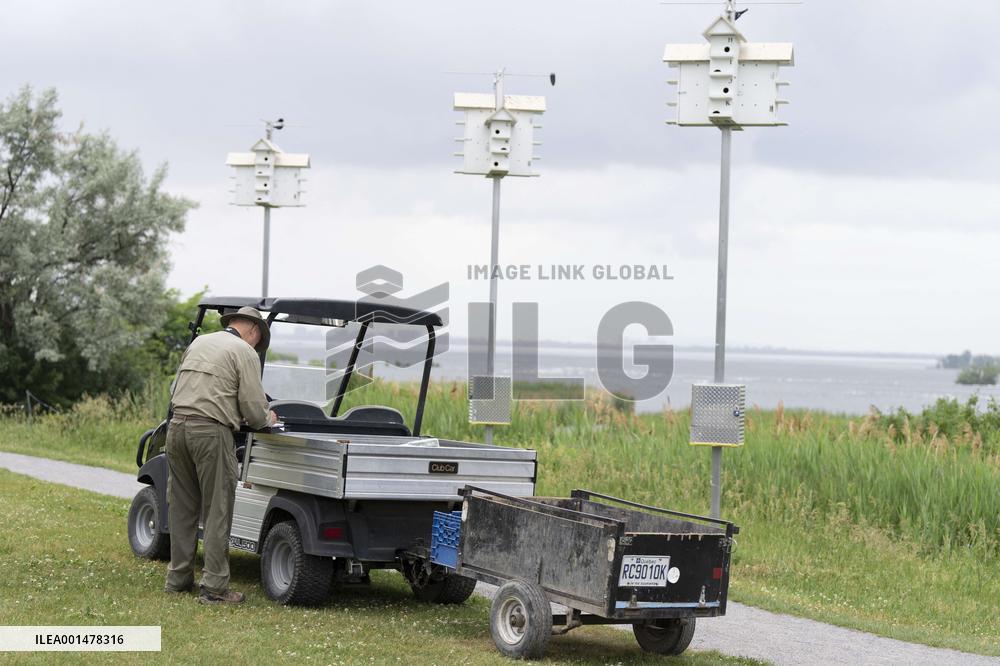 Bird Condos To Encourage Breeding In The Purple Martin - Montreal