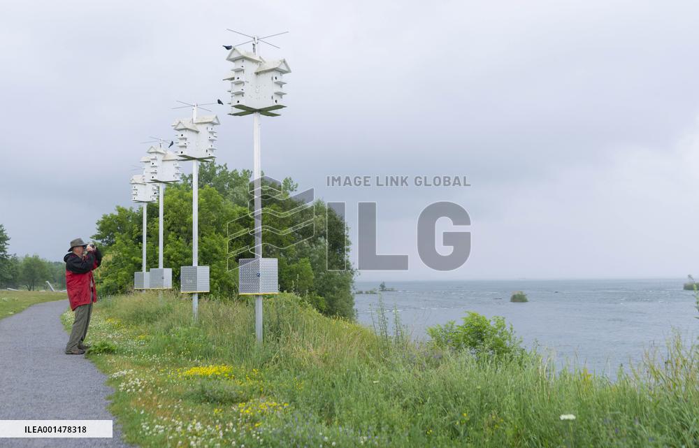 Bird Condos To Encourage Breeding In The Purple Martin - Montreal