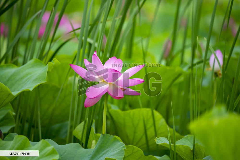 #CHINA-LOTUS FLOWERS-BLOSSOM (CN)