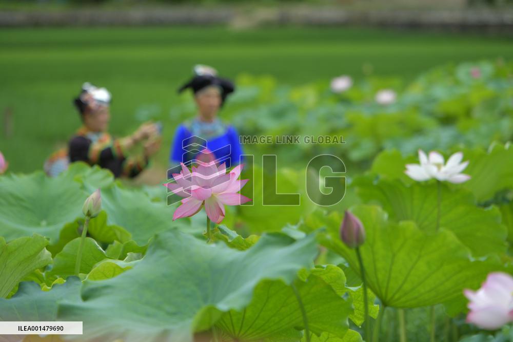 #CHINA-LOTUS FLOWERS-BLOSSOM (CN)