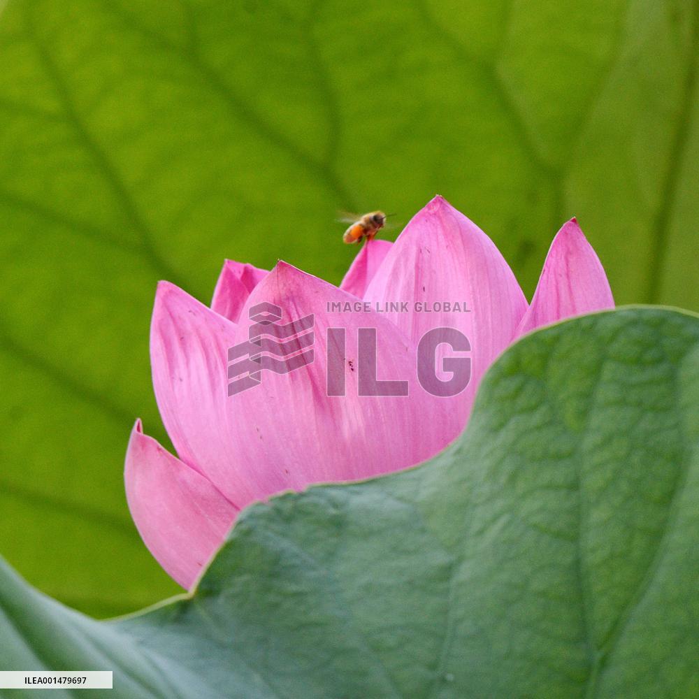 #CHINA-LOTUS FLOWERS-BLOSSOM (CN)