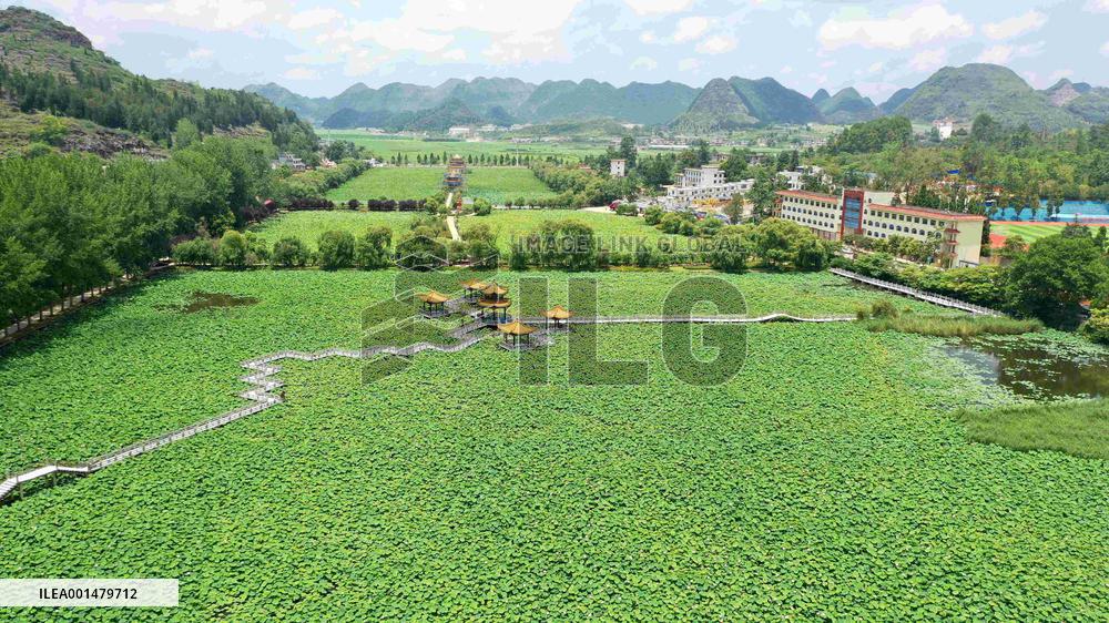 #CHINA-LOTUS FLOWERS-BLOSSOM (CN)