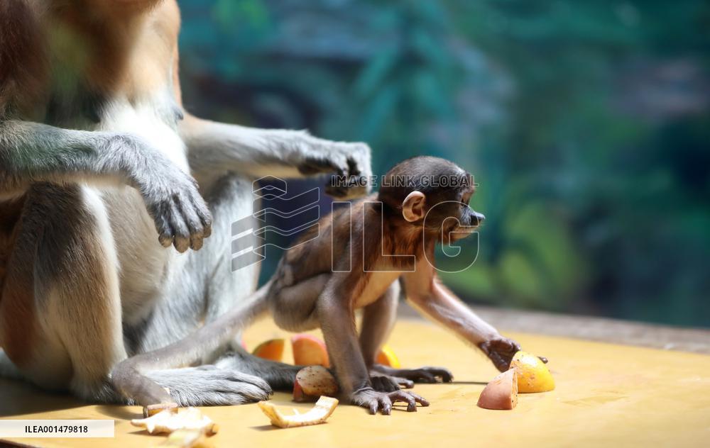 CHINA-GUANGDONG-GUANGZHOU-PROBOSCIS MONKEY-CUB (CN)