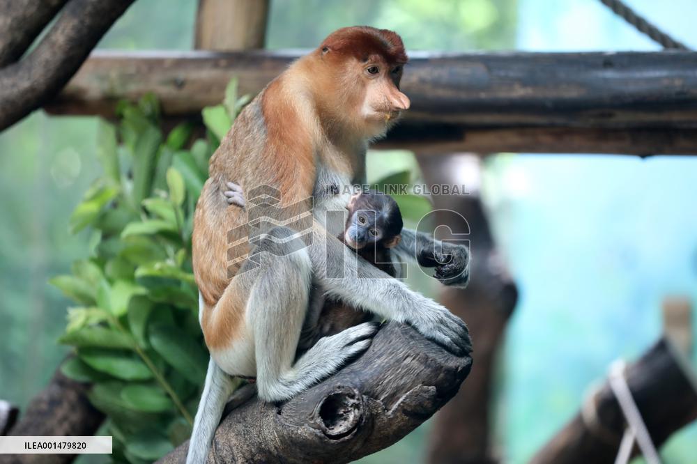 CHINA-GUANGDONG-GUANGZHOU-PROBOSCIS MONKEY-CUB (CN)