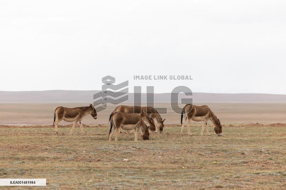 CHINA-YANGTZE RIVER-SOURCE REGION (CN)