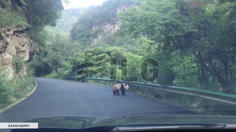 An encounter with wild panda on road in NW China
