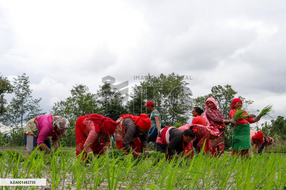 NEPAL-KATHMANDU-NATIONAL PADDY DAY