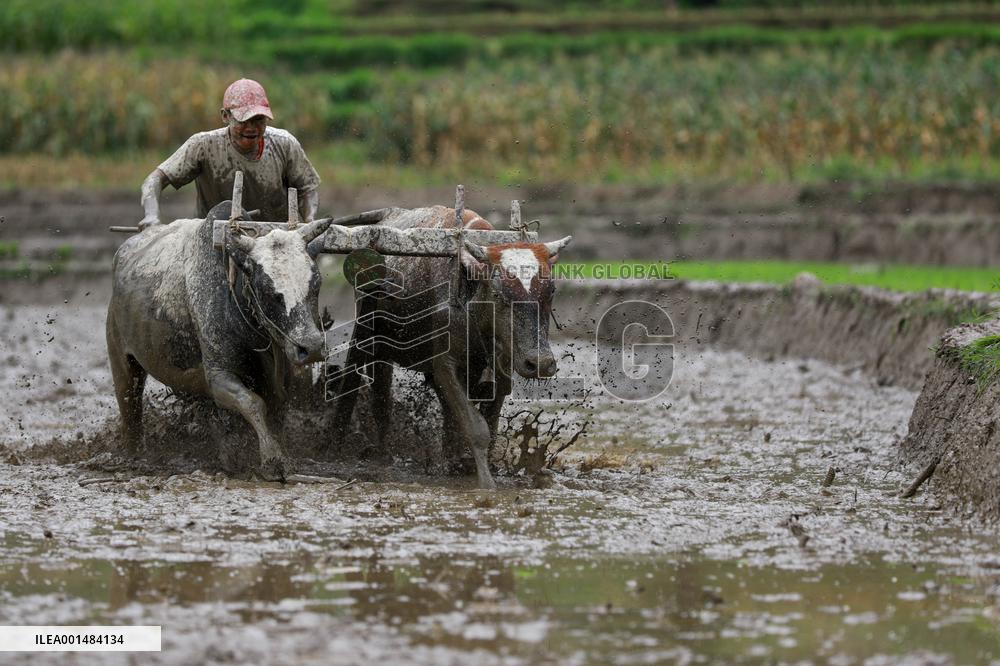 NEPAL-NUWAKOT-NATIONAL PADDY DAY