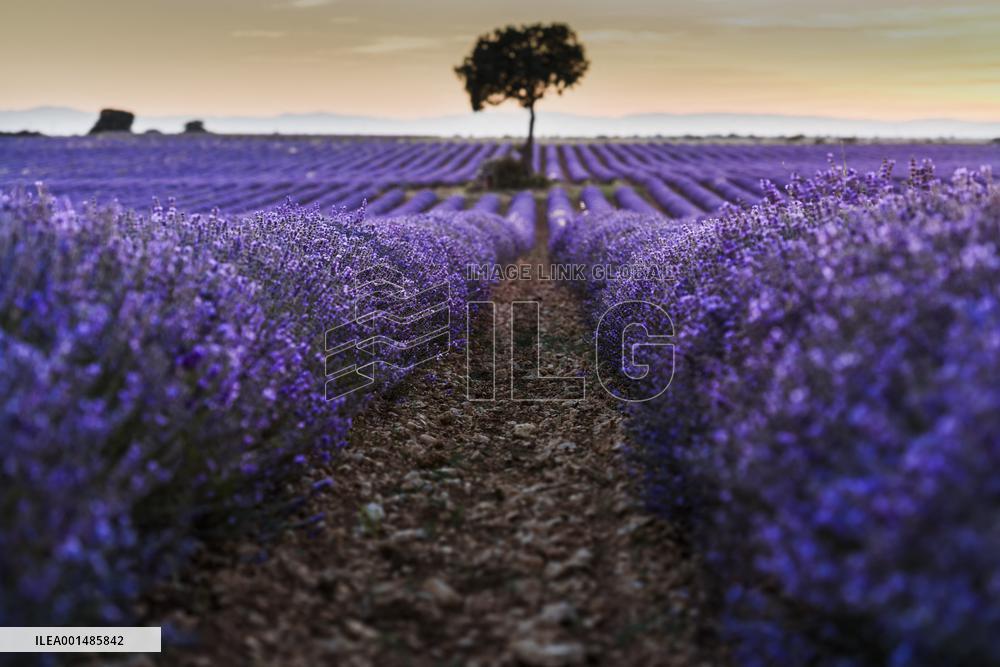 Lavender Harvesting - Spain