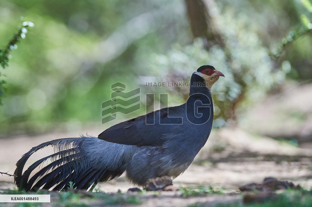 CHINA-TIBET-WHITE EARED PHEASANT (CN)