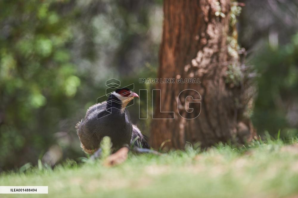 CHINA-TIBET-WHITE EARED PHEASANT (CN)