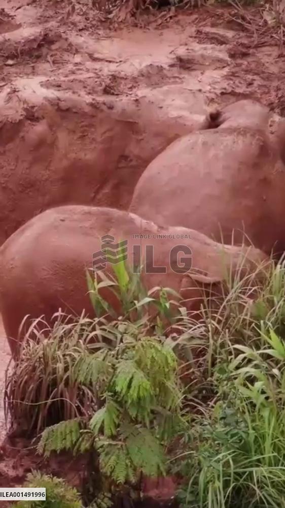 Baby Asian elephants enjoy mud bath in China's Yunnan