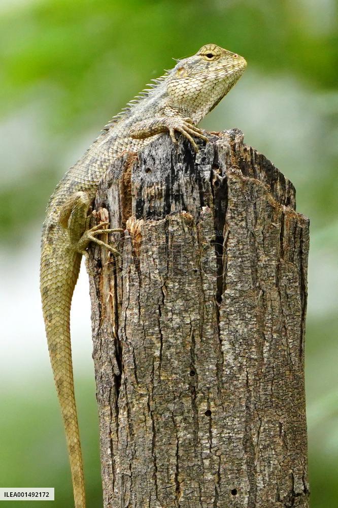 Chameleon - India
