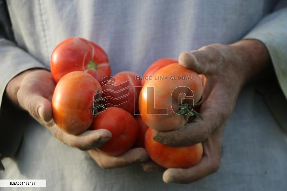 AFGHANISTAN-JAWZJAN-HARVEST-TOMATOES