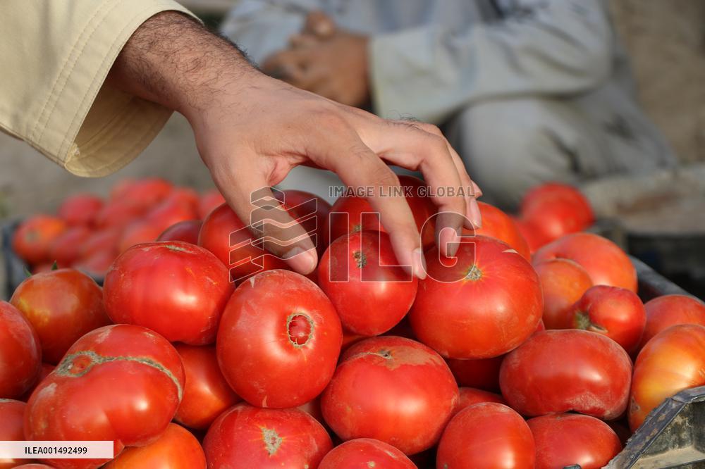 AFGHANISTAN-JAWZJAN-HARVEST-TOMATOES