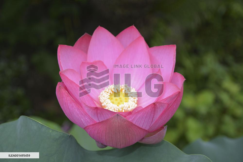Lotus flower at western Japan temple