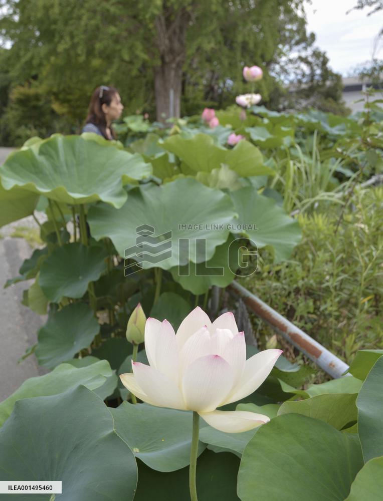 Lotus flowers at western Japan temple