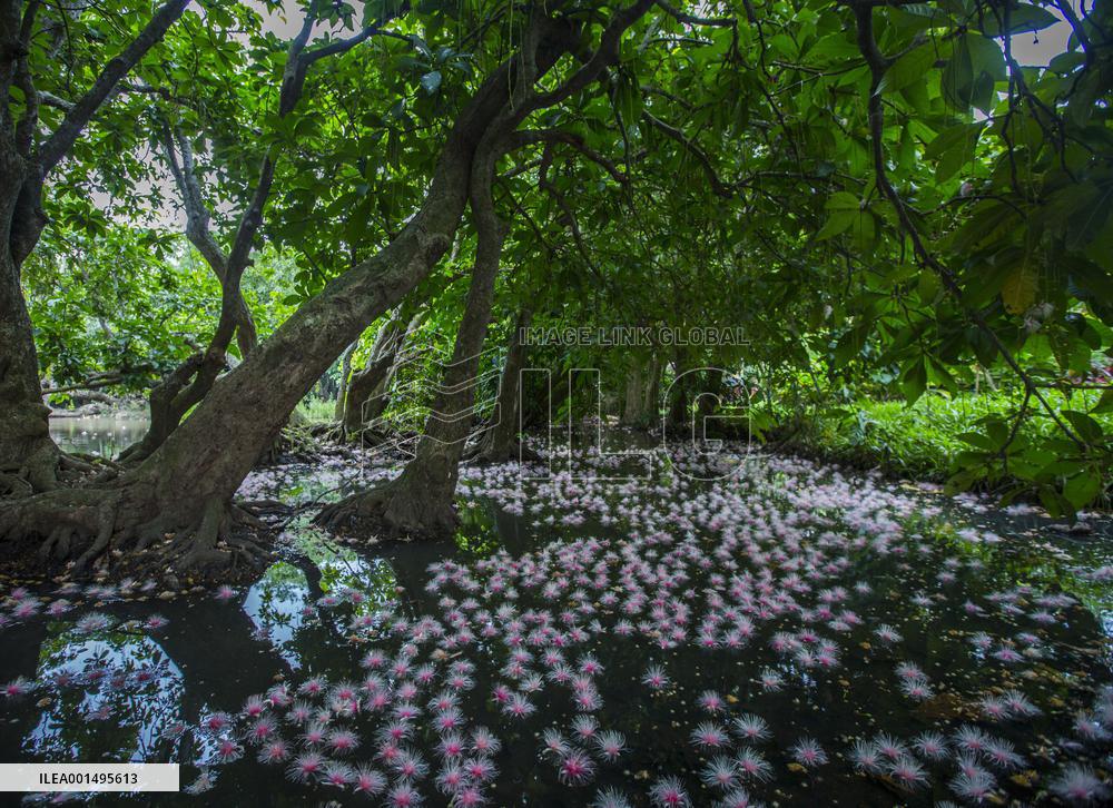 CHINA-HAINAN-DANZHOU-RARE FLOWERS (CN)