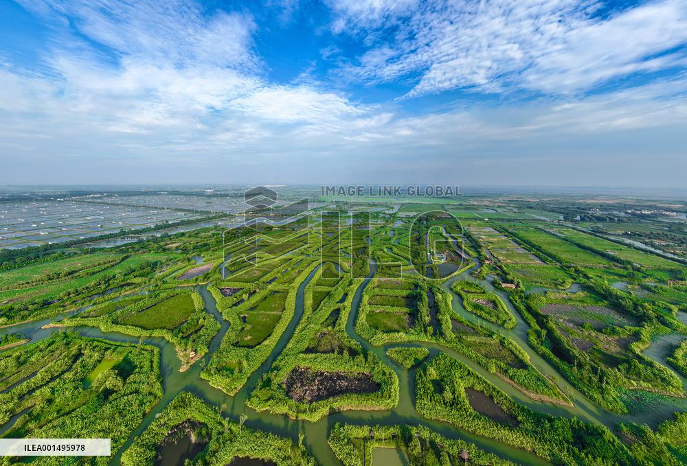 Hongze Lake Wetland Reed Maze Tour in Suqian
