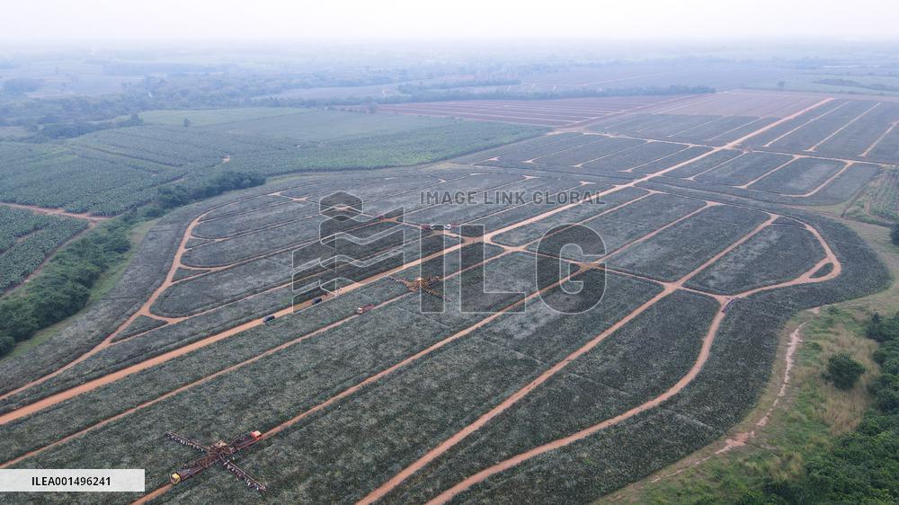 INDONESIA-LAMPUNG-PINEAPPLE-PICKING