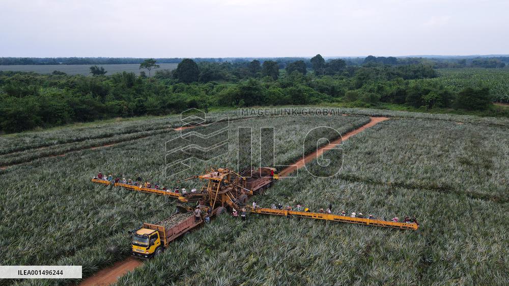INDONESIA-LAMPUNG-PINEAPPLE-PICKING