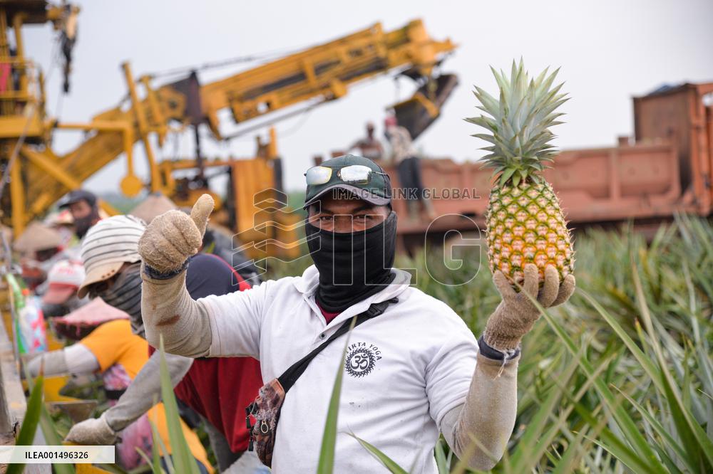 INDONESIA-LAMPUNG-PINEAPPLE-PICKING