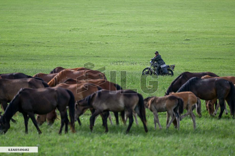 CHINA-INNER MONGOLIA-HOLIN GOL-GRASSLAND (CN)