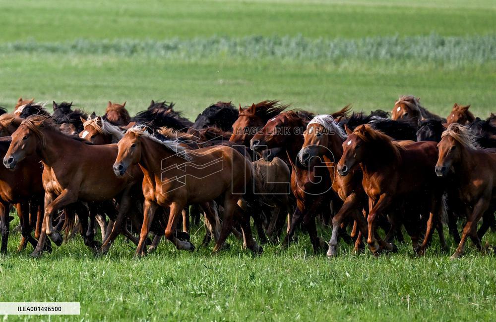 CHINA-INNER MONGOLIA-HOLIN GOL-GRASSLAND (CN)