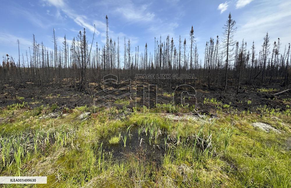 Forest Fire Aftermath - Canada