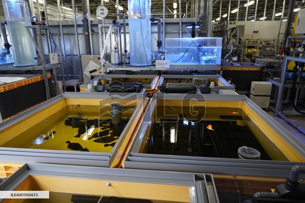 IAEA Approves Plan For Water Release - Fukushima