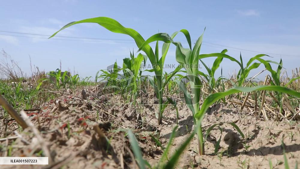 Drought affects 710,000 hectares of farmland in north China's Hebei