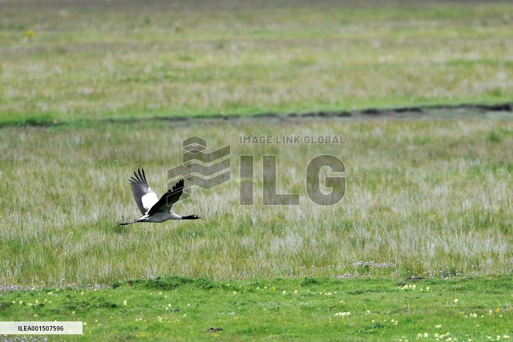 CHINA-GANSU-MAQU WETLANDS-SCENERY (CN)