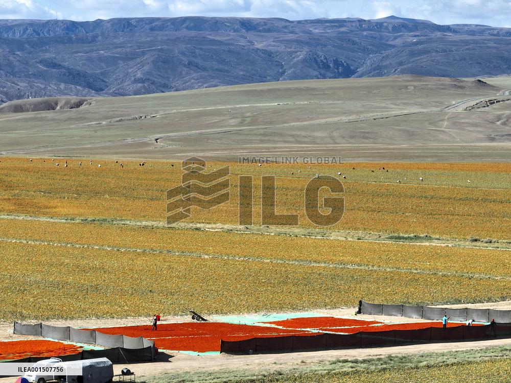 CHINA-XINJIANG-YUMIN-SAFFLOWER-HARVEST (CN)
