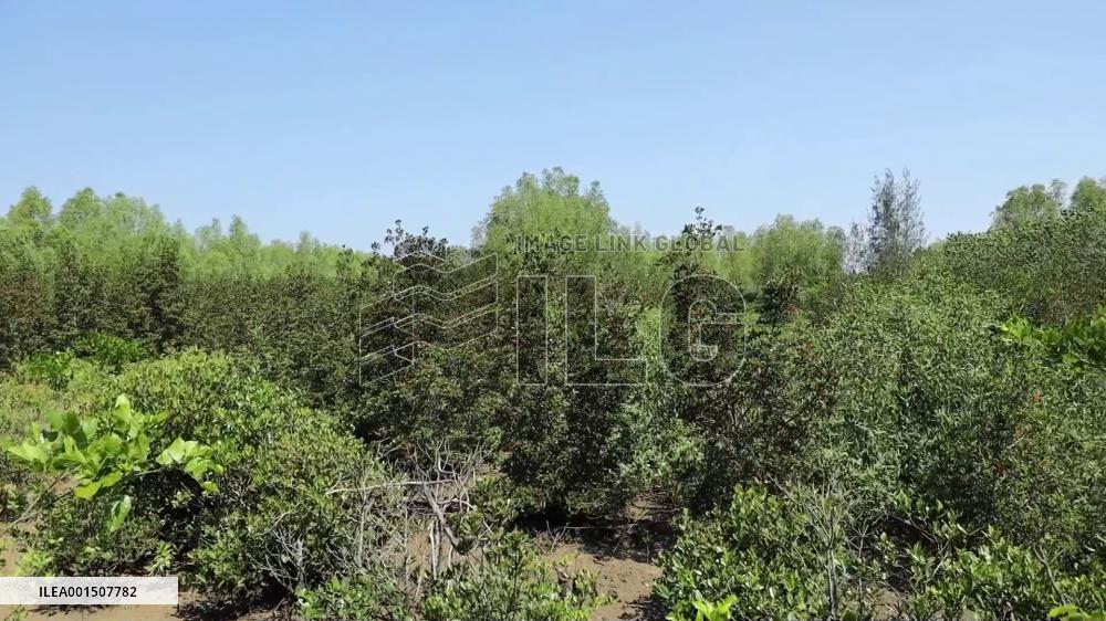 CPC member dedicated to protecting red-flowered black mangroves in S. China