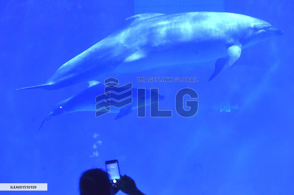 The First Artificially Bred Baby Dolphin in Guizhou