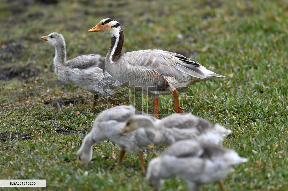 CHINA-GANSU-WETLAND-BIRDS (CN)