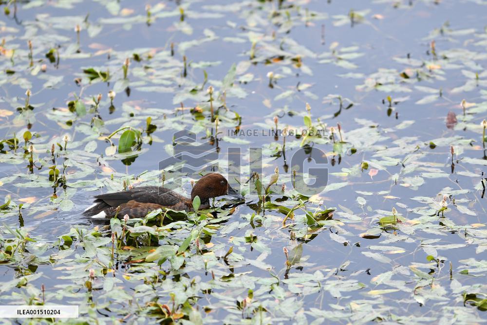 CHINA-GANSU-WETLAND-BIRDS (CN)