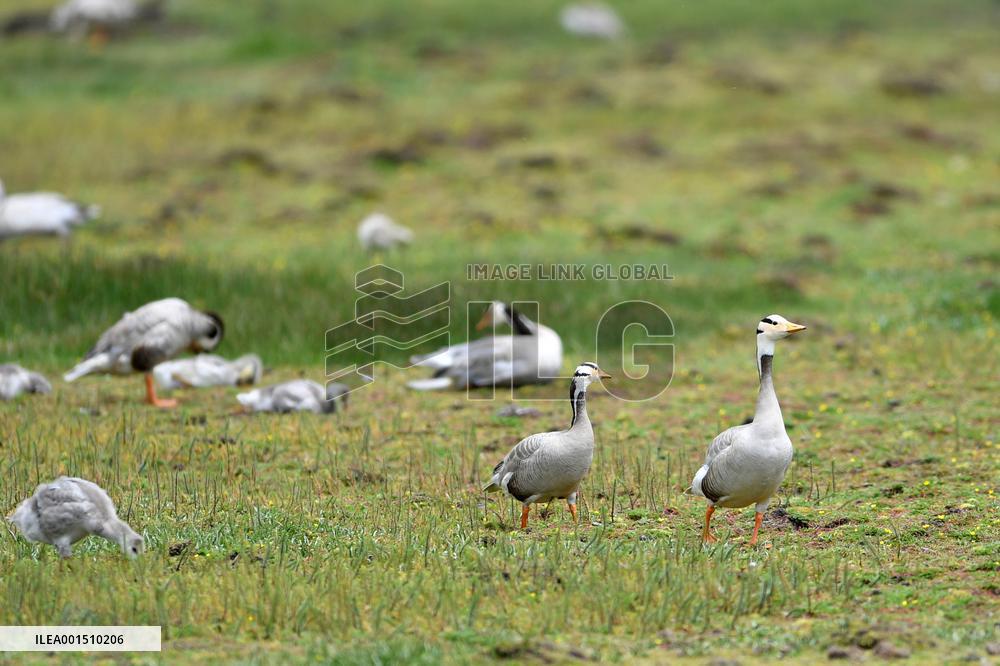 CHINA-GANSU-WETLAND-BIRDS (CN)