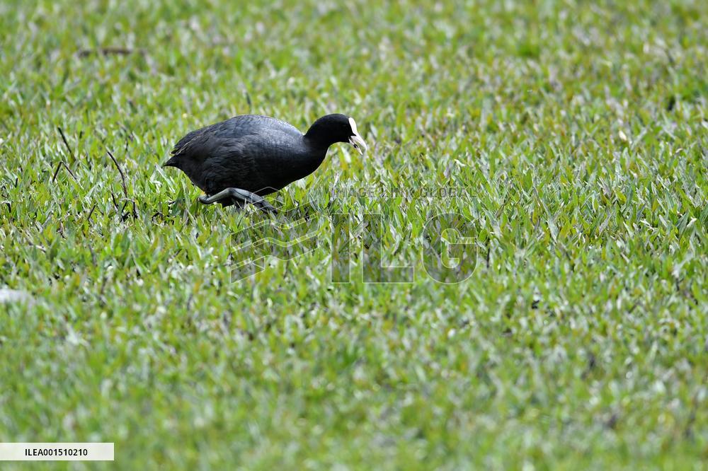 CHINA-GANSU-WETLAND-BIRDS (CN)