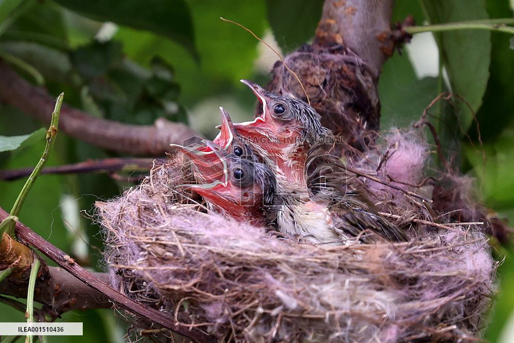 Bird Feeding