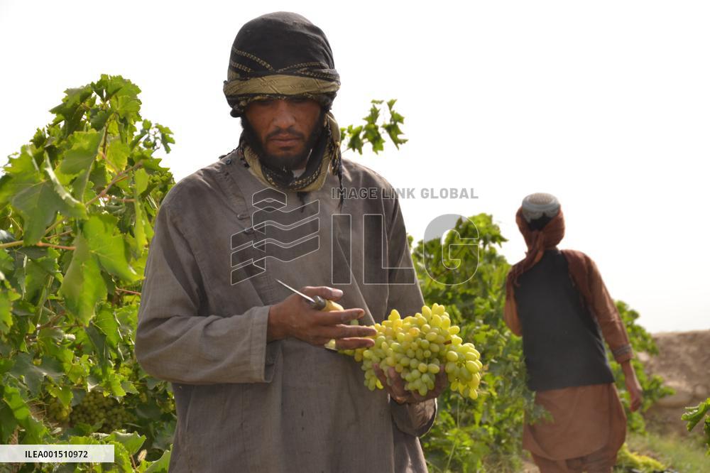 AFGHANISTAN-KANDAHAR-HARVEST-GRAPES