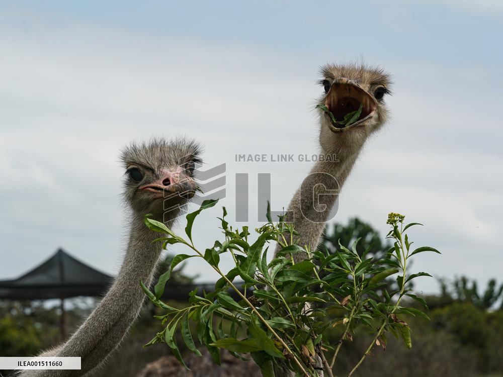 KENYA-NAKURU-NATURE-LAKE NAIVASHA