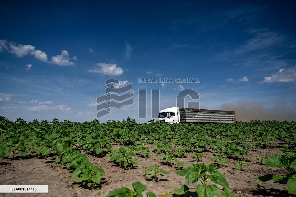 Rapeseed harvesting in Zaporizhzhia Region