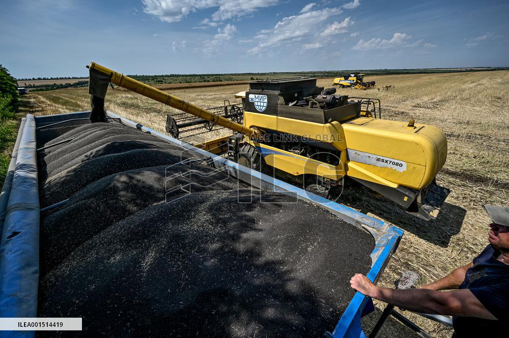 Rapeseed harvesting in Zaporizhzhia Region