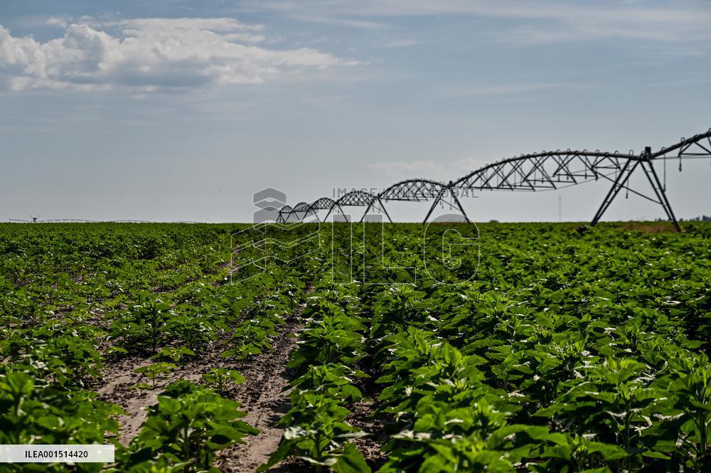 Rapeseed harvesting in Zaporizhzhia Region